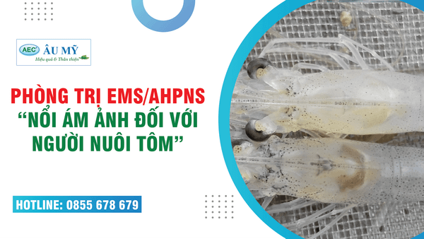 Phòng trị bệnh tôm chết sớm EMS - Hoại tử gan tụy cấp AHPND