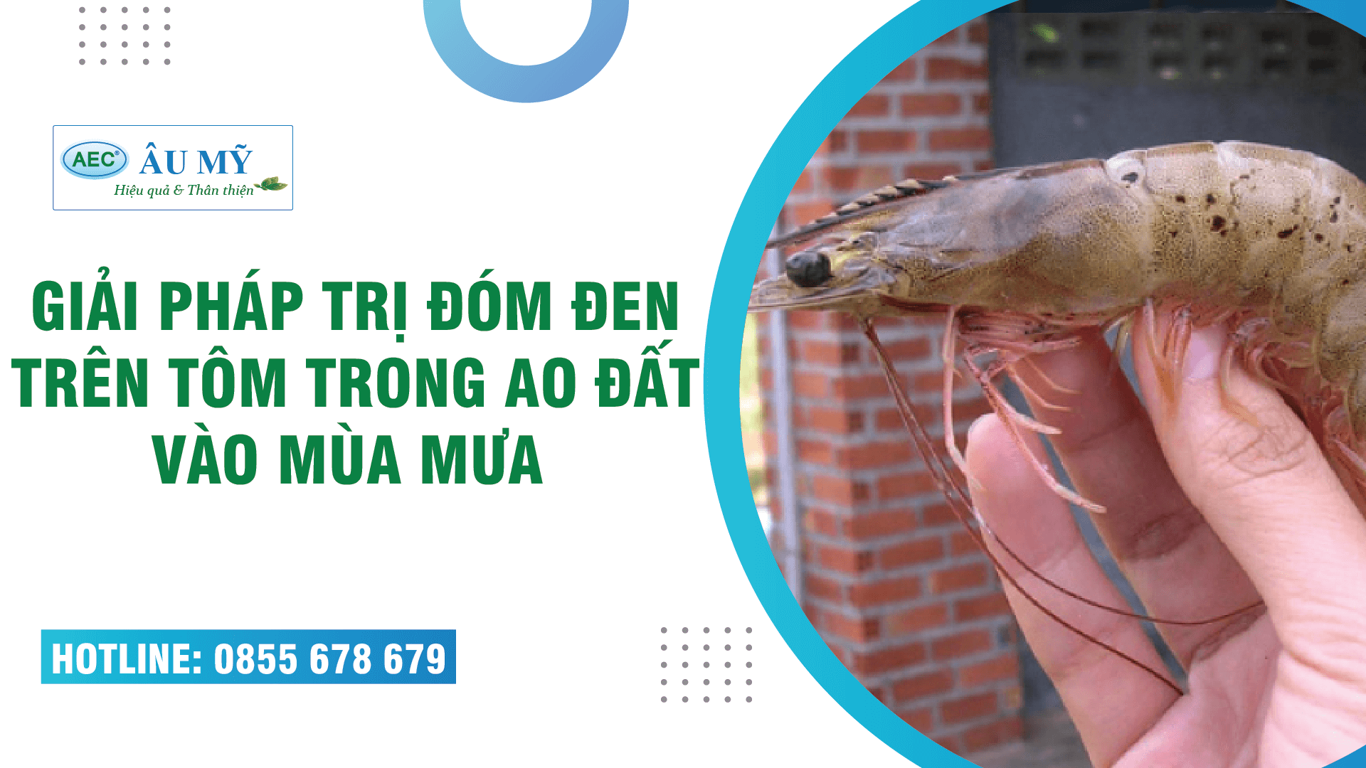 GIẢI PHÁP TRỊ ĐỐM ĐEN TRÊN TÔM THẺ NUÔI AO ĐẤT VÀO MÙA MƯA - ĐỘ MẶN THẤP