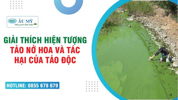 HIỆN TƯỢNG TẢO NỞ HOA - XỬ LÝ TÁC HẠI TẢO ĐỘC TRONG AO TÔM