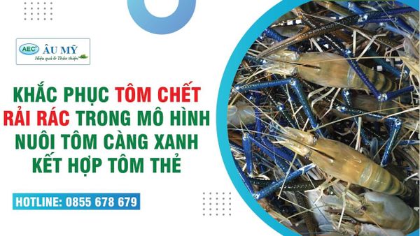 TÔM CHẾT RẢI RÁC, BỆNH GAN TỤY CHẾT SỚM