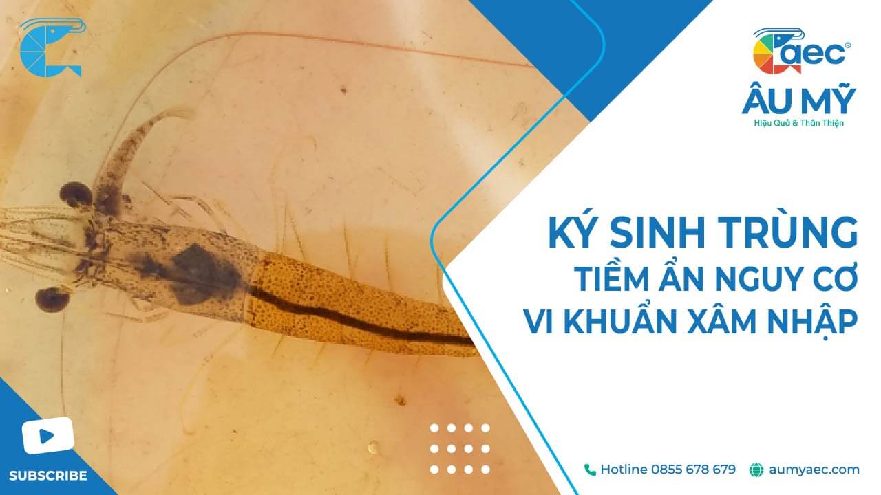 Các bệnh phổ biến do ký sinh trùng gây ra