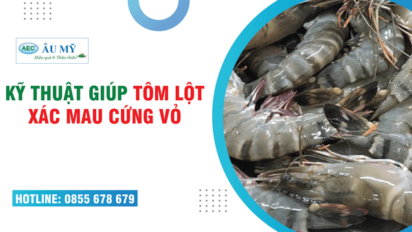 KÍCH TÔM LỘT VỎ, LỘT XÁC ĐỒNG LOẠT MAU CỨNG MAU LỘT