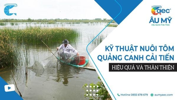NUÔI TÔM QUẢNG CANH CẢI TIẾN HIỆU QUẢ, PHÁT TRIỂN BỀN VỮNG