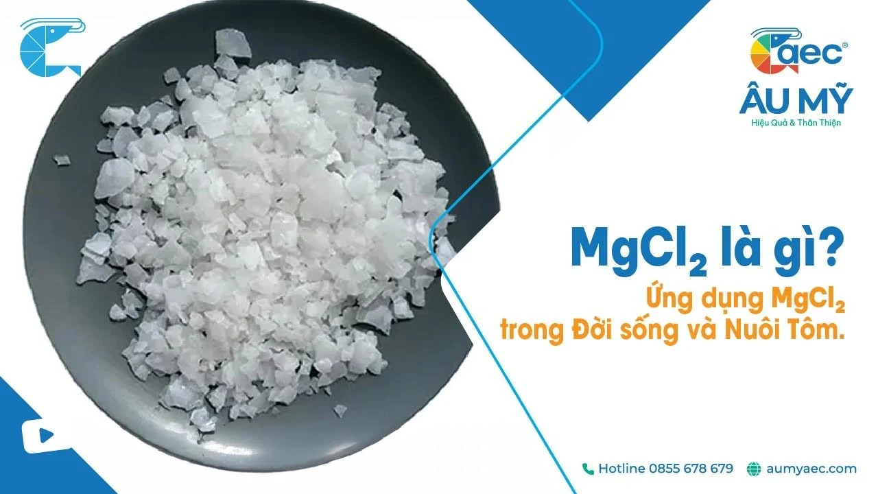 MgCl2 là gì? Ứng dụng quan trọng của Magie clorua (Magnesium Chloride)