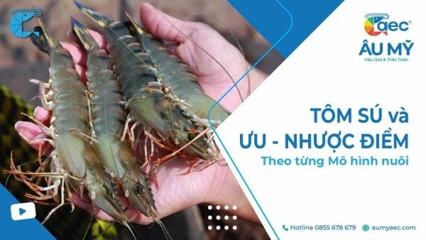 TÔM SÚ: LỰA CHỌN MÔ HÌNH NUÔI PHÙ HỢP ĐỂ TỐI ƯU LỢI NHUẬN