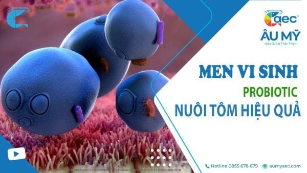 Men vi sinh - Probiotic: Giúp Nuôi tôm hiệu quả bền vững