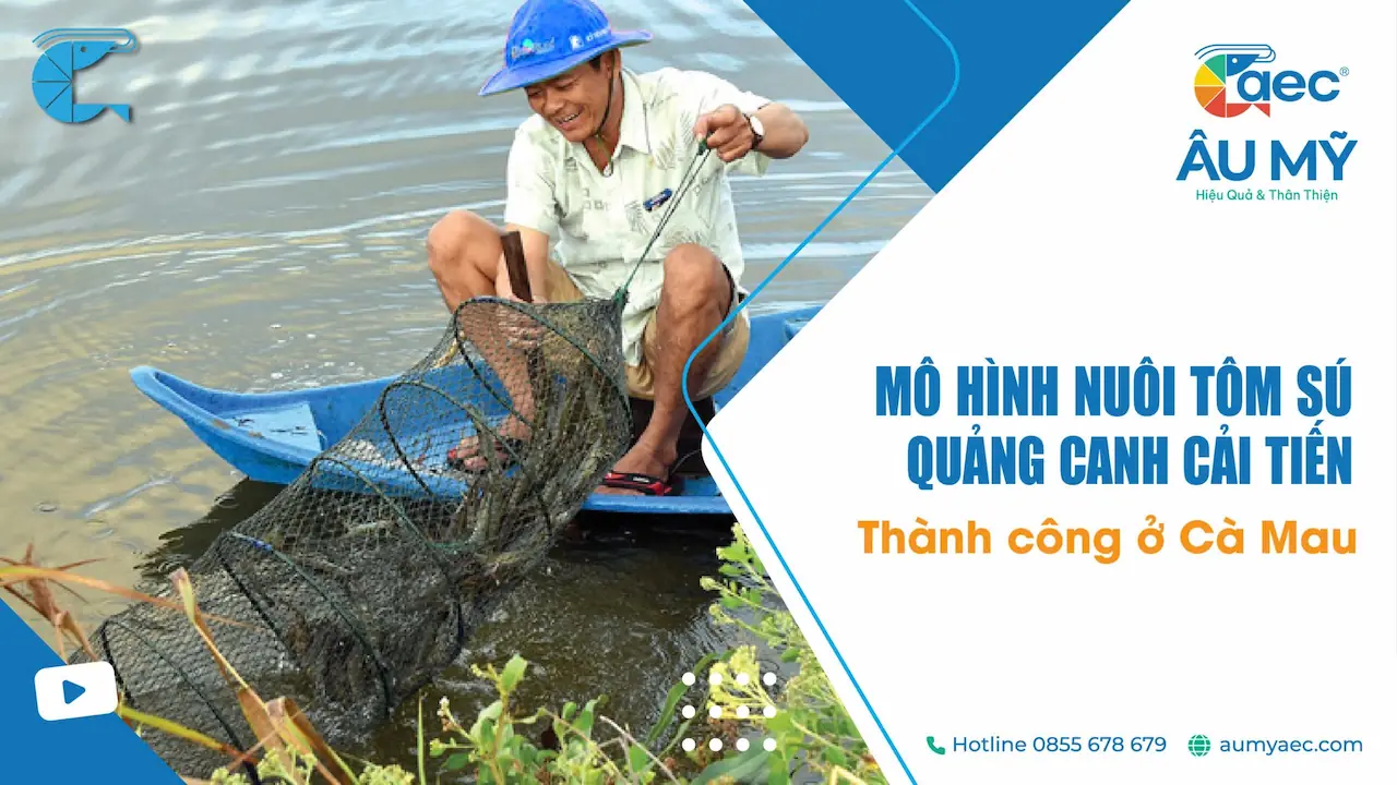 Mô Hình Nuôi Tôm Sú Quảng Canh Cải Tiến Thành Công ở Cà Mau