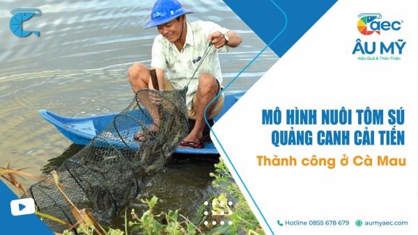Mô Hình Nuôi Tôm Sú Quảng Canh Cải Tiến Thành Công ở Cà Mau