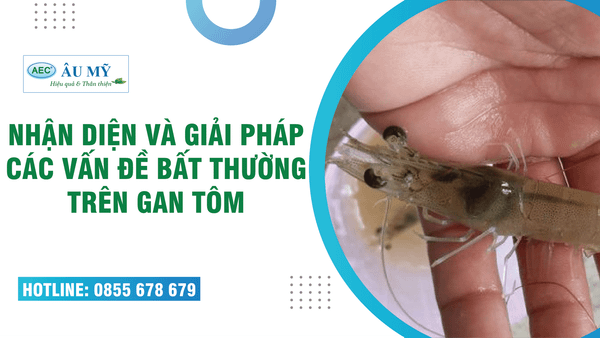 NHẬN DIỆN CÁC DẤU HIỆU BẤT THƯỜNG TRÊN GAN TÔM VÀ GIẢI PHÁP KHẮC PHỤC