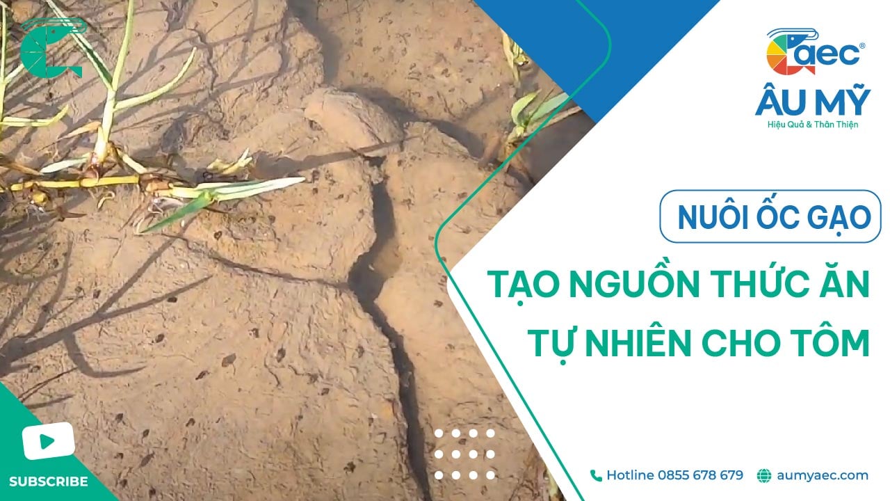 NUÔI ỐC GẠO TẠO NGUỒN THỨC ĂN CHO TÔM