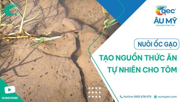 NUÔI ỐC GẠO TẠO NGUỒN THỨC ĂN CHO TÔM