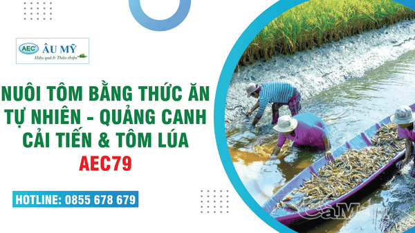 Mô hình Nuôi tôm quảng canh cải tiến bằng Thức ăn tự nhiên