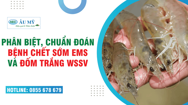 KINH NGHIỆM phân biệt màu gan tôm đẹp - Hội chứng GAN TỤY chết sớm (EMS) và Bệnh ĐỐM TRẮNG (WSSV) trên tôm