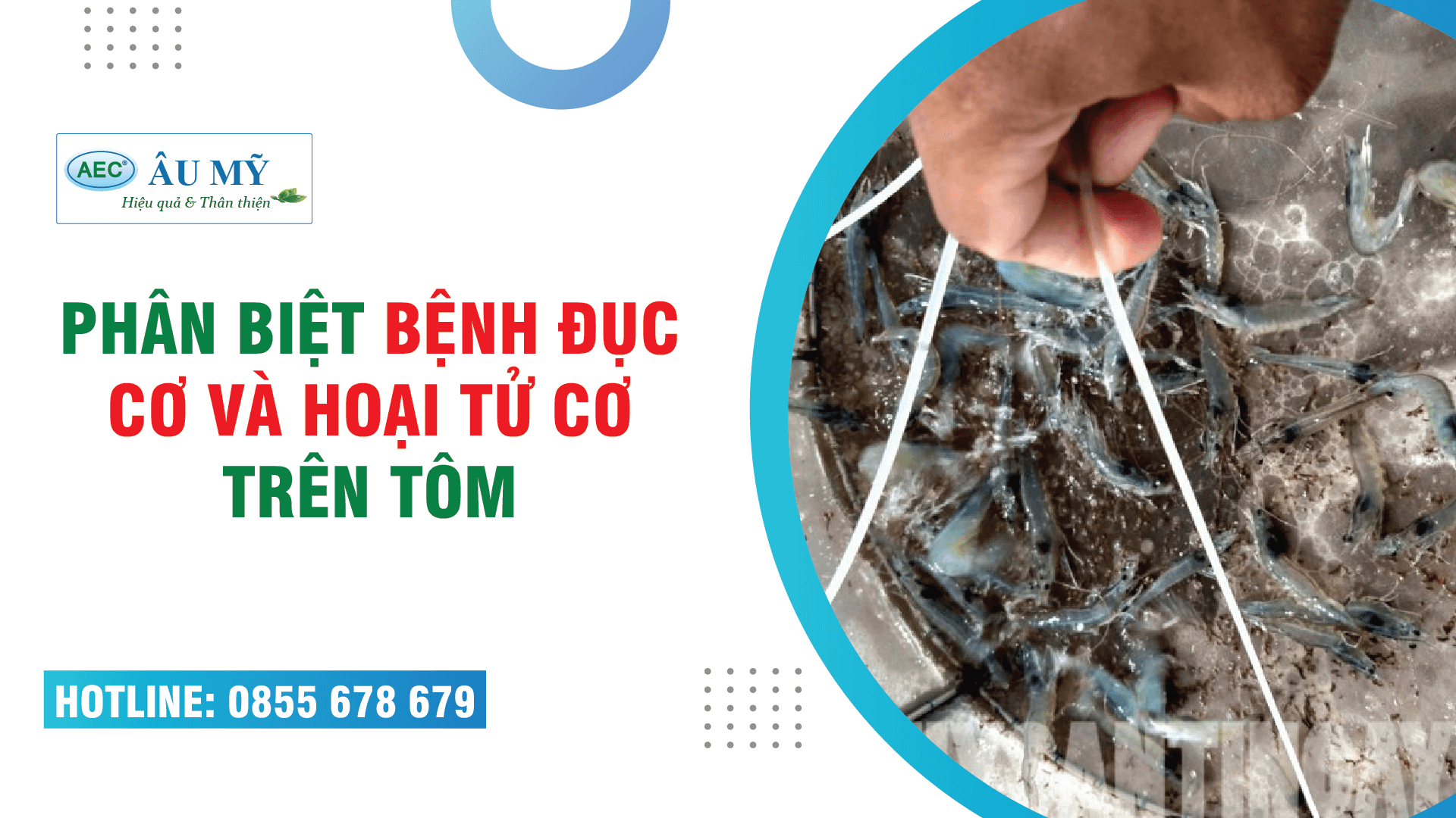 Phân biệt bệnh ĐỤC CƠ và Bệnh HOẠI TỬ CƠ trên tôm thẻ chân trắng (IMNV)