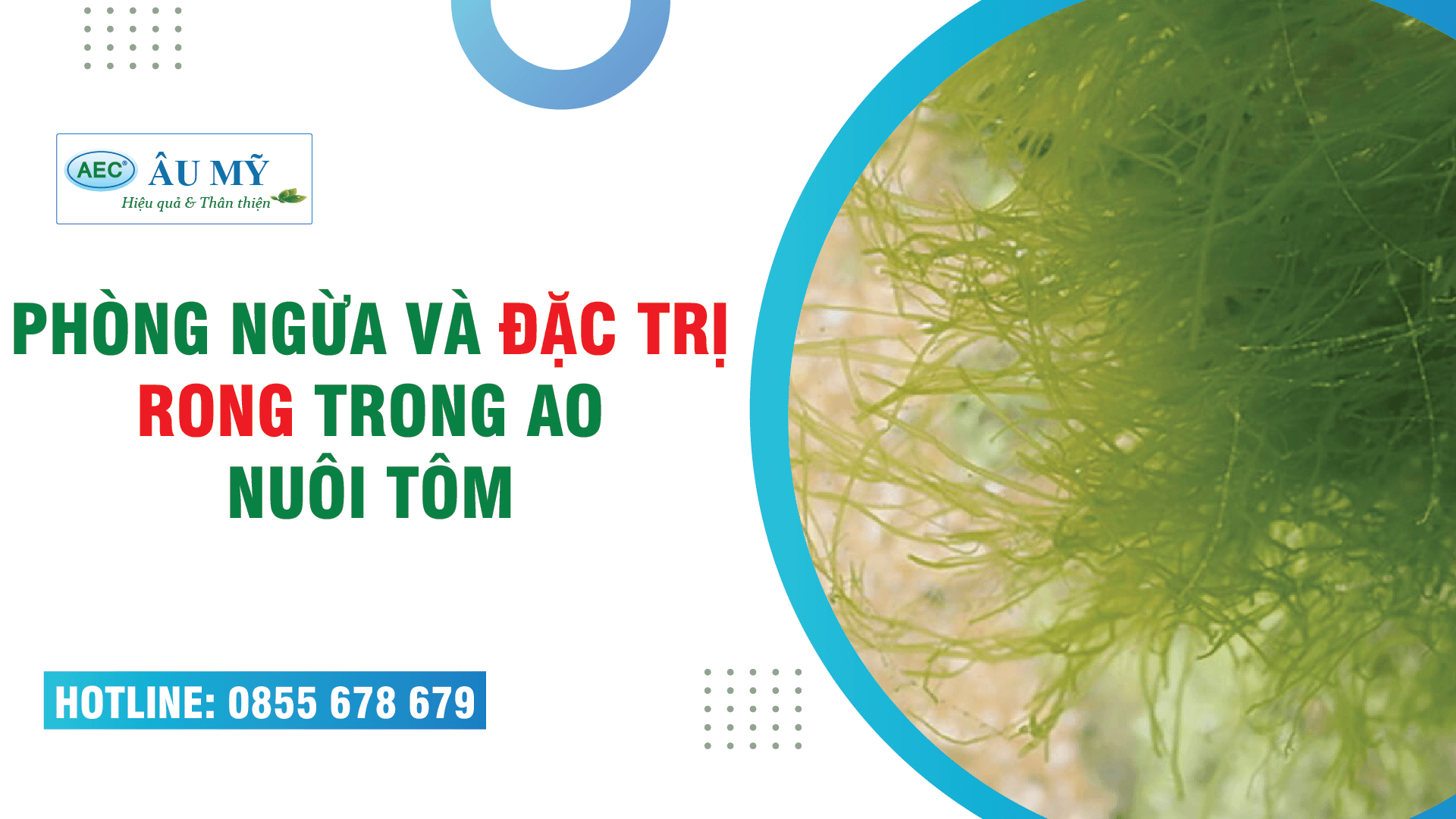 Biện pháp phòng ngừa và đặc trị RONG trong ao nuôi tôm