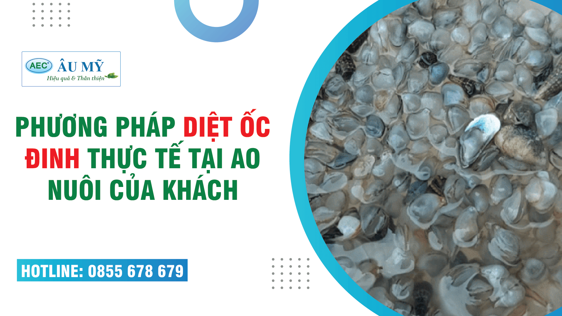 Phương pháp diệt ốc đinh thực tế tại ao nuôi tôm của khách hàng