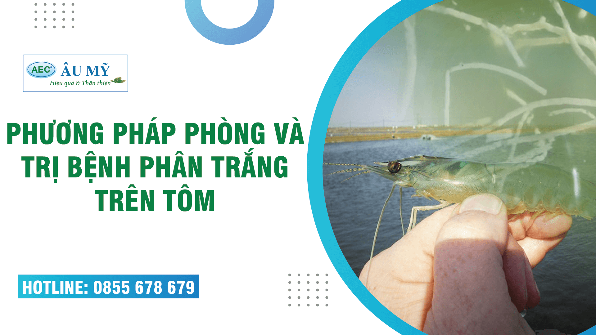 Bệnh phân trắng trên tôm - Mọi thứ Người Nuôi Tôm cần làm ngay