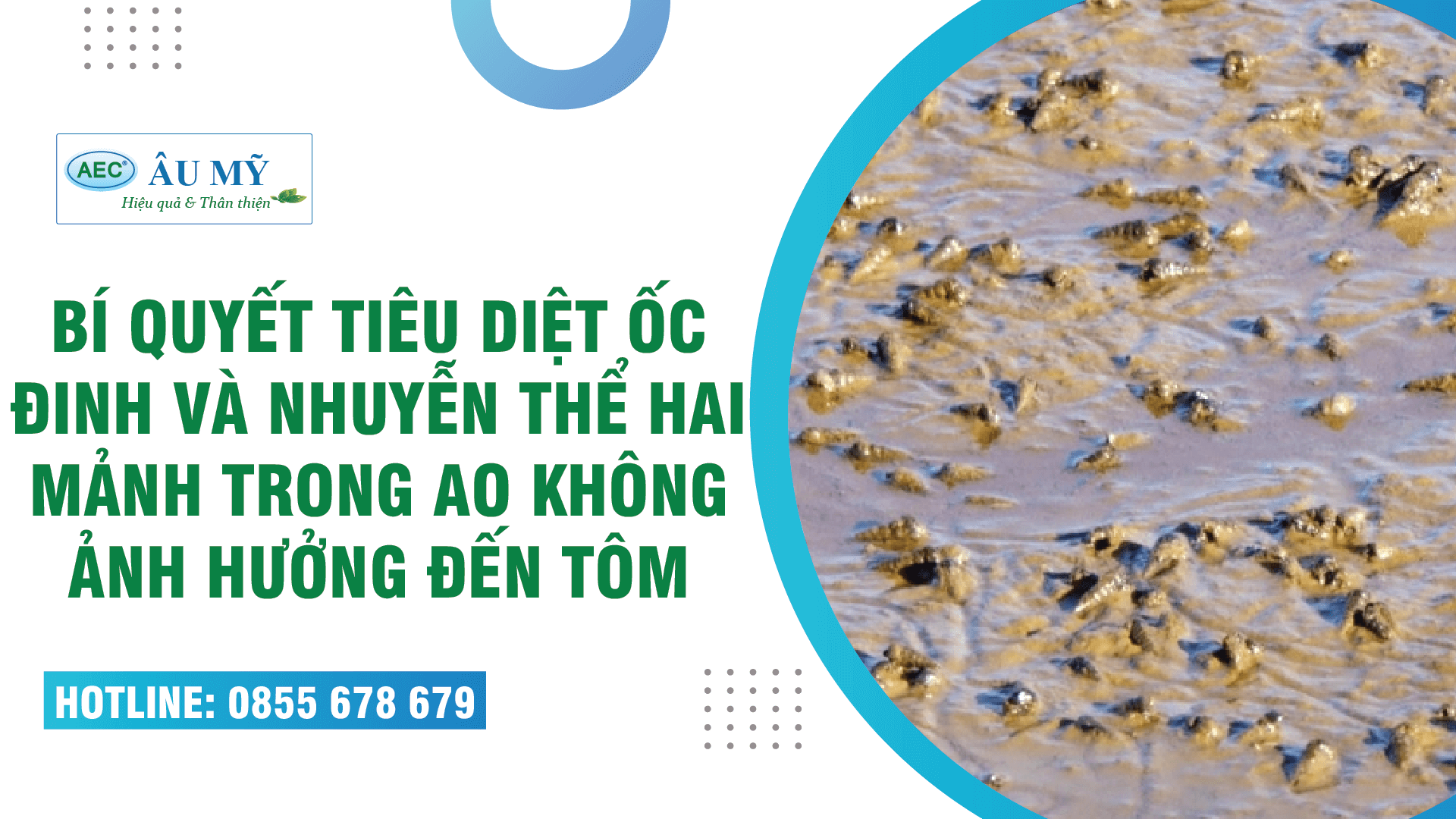 Bí quyết tiêu diệt ốc đinh và nhuyễn thể hai mảnh vỏ không ảnh hưởng đến tôm