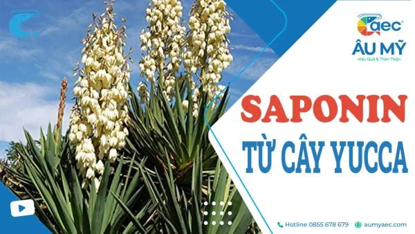 Saponin và hợp chất tự nhiên Saponin từ cây Yucca