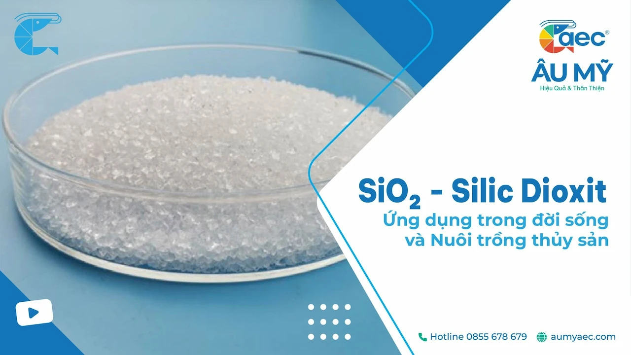 SiO2 - Silic Dioxit: Ứng dụng trong đời sống và Nuôi trồng thủy sản