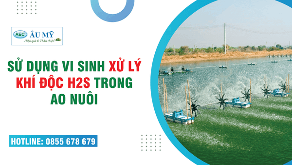 VI SINH XỬ LÝ KHÍ ĐỘC AO TÔM -  XỬ LÝ KHÍ ĐỘC H2S