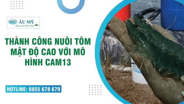 NUÔI TÔM THÀNH CÔNG  MẬT ĐỘ CAO NHỜ ÁP DỤNG MÔ HÌNH CAM13