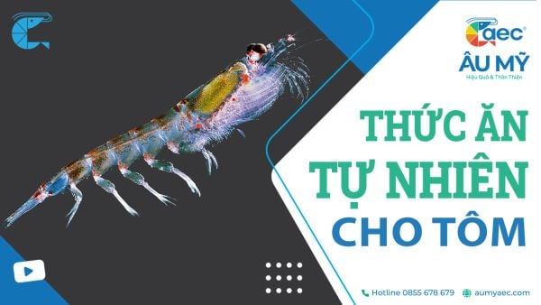 Thức ăn tự nhiên cho tôm: Tiết kiệm và hiệu quả