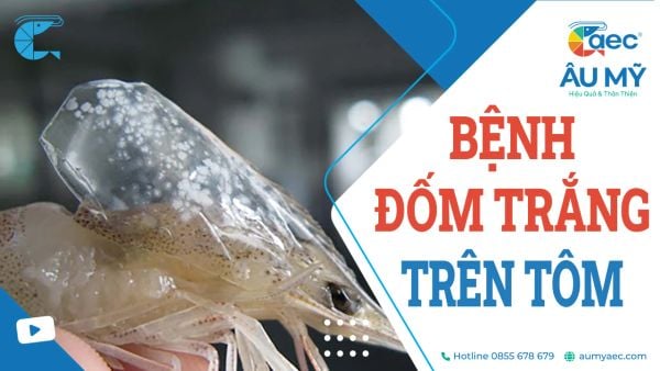 Bệnh đốm trắng trên tôm: Cách Nhận biết, Phòng và Ngừa hiệu quả