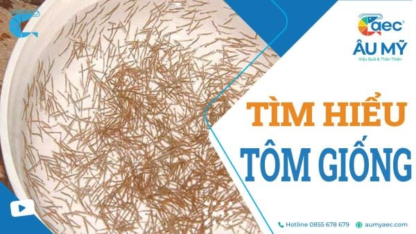 Tôm giống: Tìm hiểu, chọn giống và kỹ thuật thả tôm giống