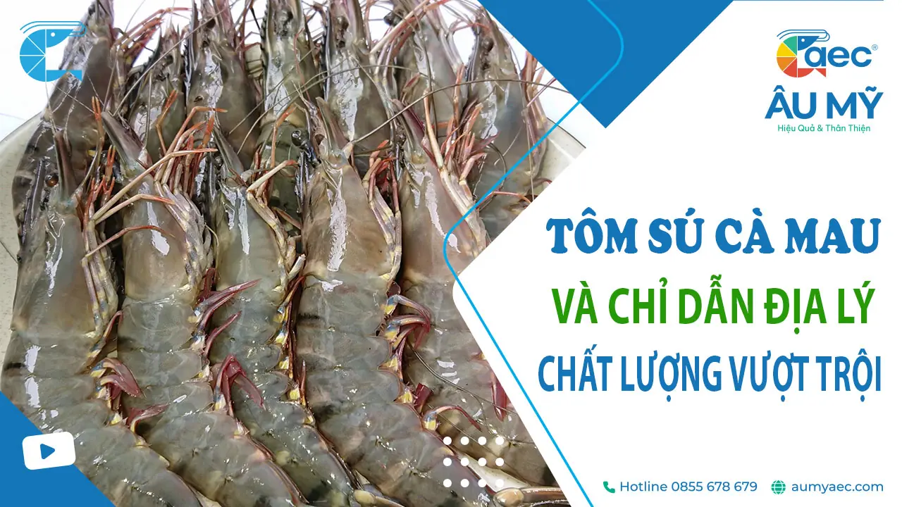 Tôm sú Cà Mau và Chỉ dẫn địa lý – Sản phẩm chất lượng vượt trội