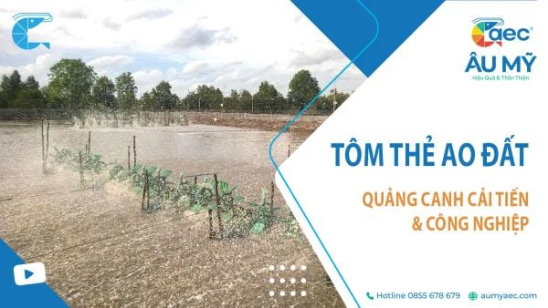 Tôm Thẻ Ao Đất: Kỹ Thuật Nuôi & Kinh Nghiệm Thành Công tại ĐBSCL