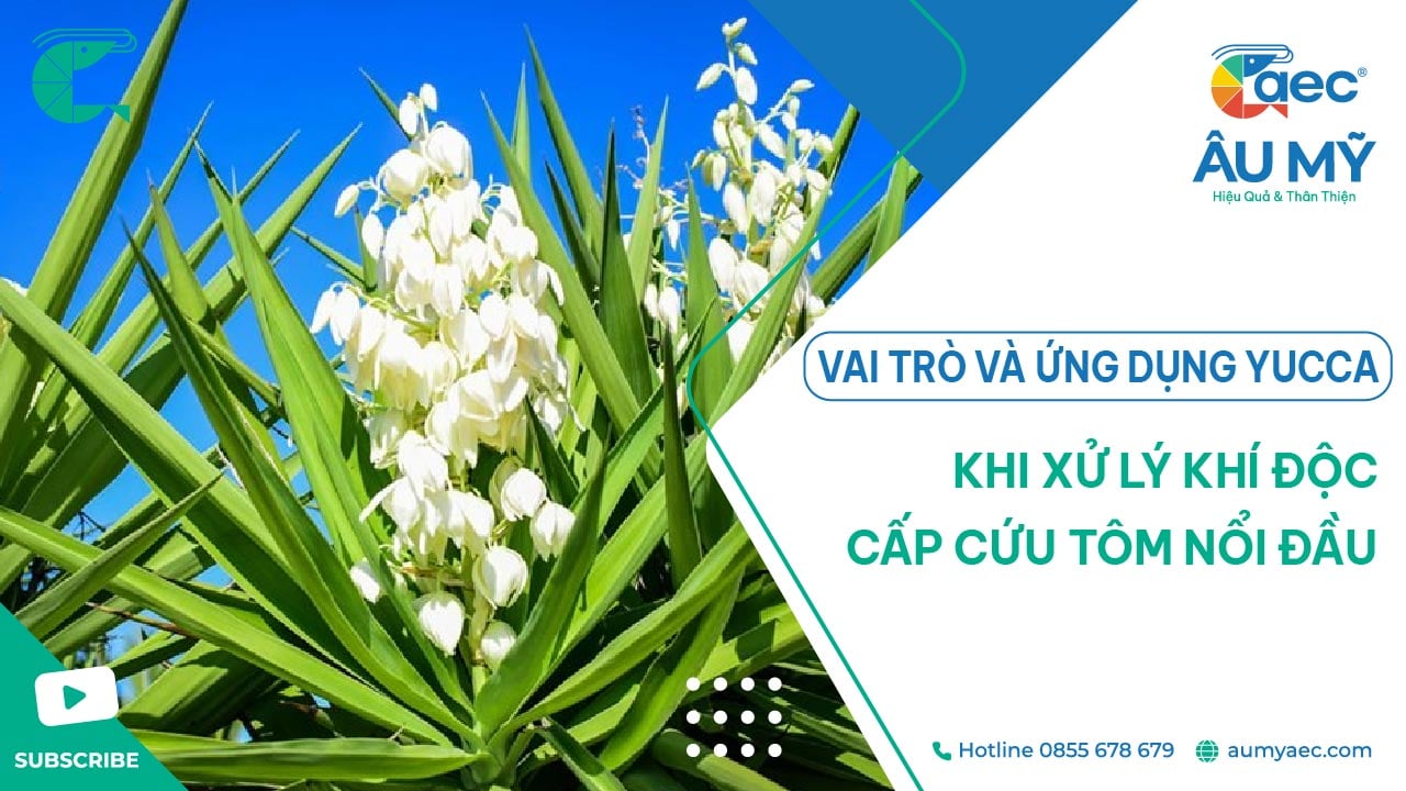 YUCCA XỬ LÝ KHÍ ĐỘC VÀ CẤP CỨU TÔM NỔI ĐẦU