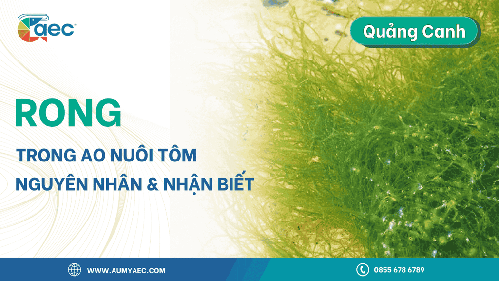 Rong Trong Ao Nuôi Tôm: Nguyên Nhân Và Cách Nhận Biết