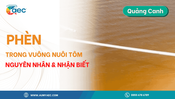 Phèn Trong Vuông Nuôi Tôm: Nguyên Nhân, Tác Hại Và Cách Xử Lý Hiệu Quả
