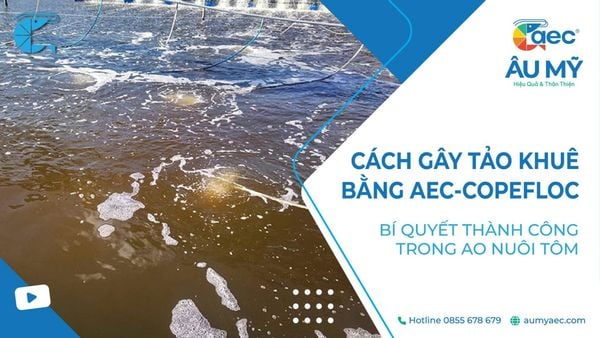 CÁCH GÂY TẢO KHUÊ BẰNG AEC-COPEFLOC BÍ QUYẾT THÀNH CÔNG TRONG AO NUÔI TÔM
