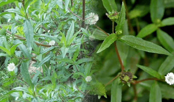 Cây cỏ mực giúp điều trị bệnh gan cho tôm