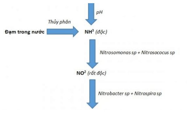 Quá trình chuyển hóa khí độc NH3 sang NO2