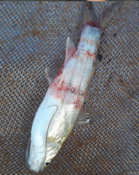 Hình 10.2. Hình Cá bị bệnh nặng qua xuất huyết trắng mình thối đuôi trong 5 ngày đầu thả cá
