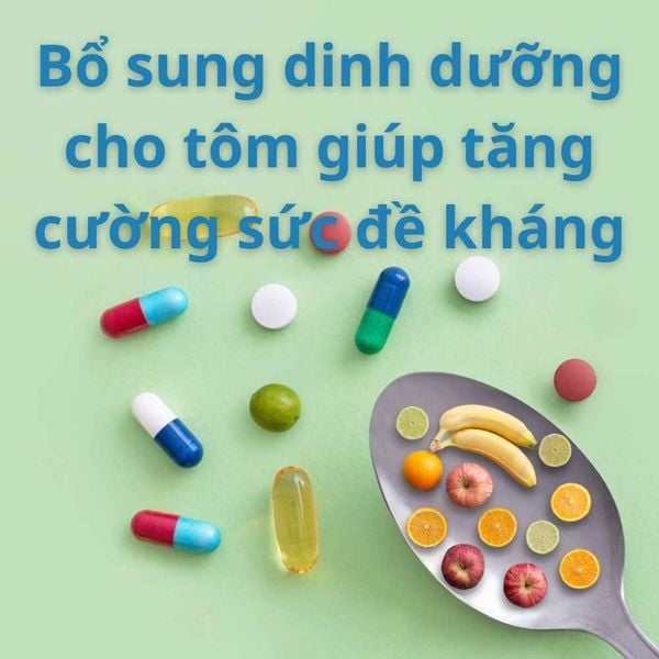 Bổ sung dinh dưỡng cho tôm giúp tăng cường sức đề kháng