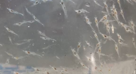 Tôm thẻ chân trắng ở giai đoạn con non - Postlarvae PL