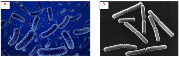 Bacillus clausii (A); Bacillus subtilis (B)