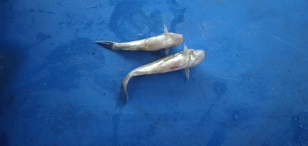 Hình: Cá bị lờ đờ chết lật bụng