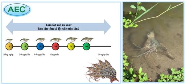 Các giai đoạn tôm lột vỏ