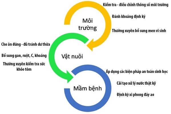 Các yếu tố vượt qua thách thức ngành nuôi tôm thẻ chân trắng