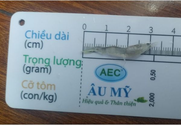 Chiều dài tôm mẫu 1 sau 8 ngày thí nghiệm