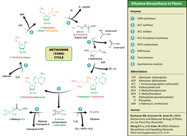 Chu trình methionine - Yang-cycle.png