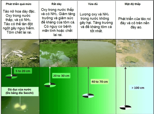 Dấu hiệu tảo nở hoa