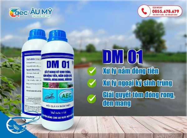 DM 01 chuyên xử lý nấm đồng tiền trong ao nuôi tôm