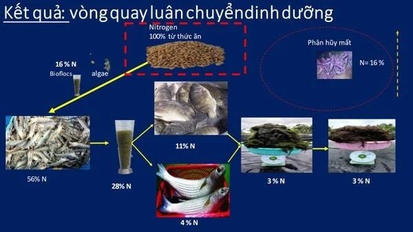 Hệ thống RAS (Recirculating Aquaculture System) - Vòng quay và khả năng hấp thụ nitrogen của mỗi loại nuôi trong hệ thống.
