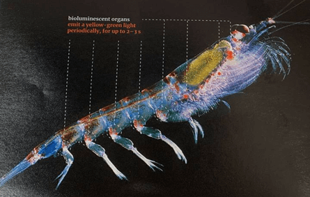 Hình ảnh cấu tạo con Krill